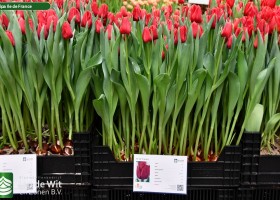 Tulipa Ile de France (1)